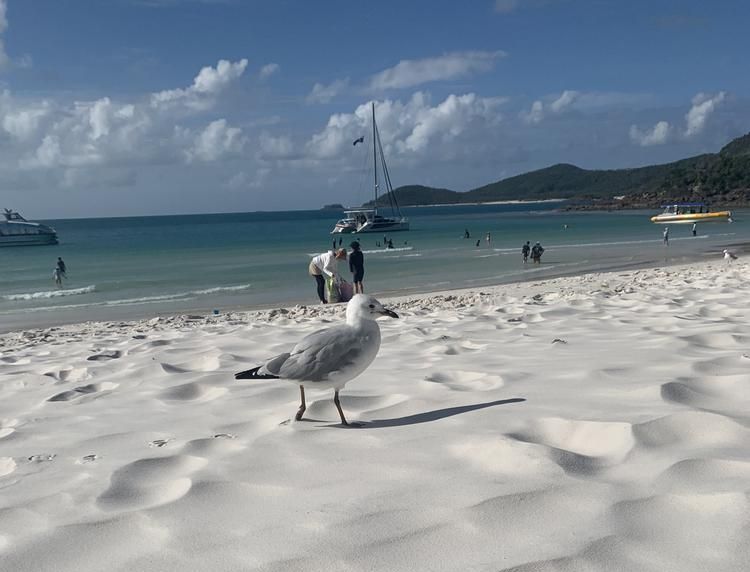 Finding the purest sand of the world near Airlie Beach