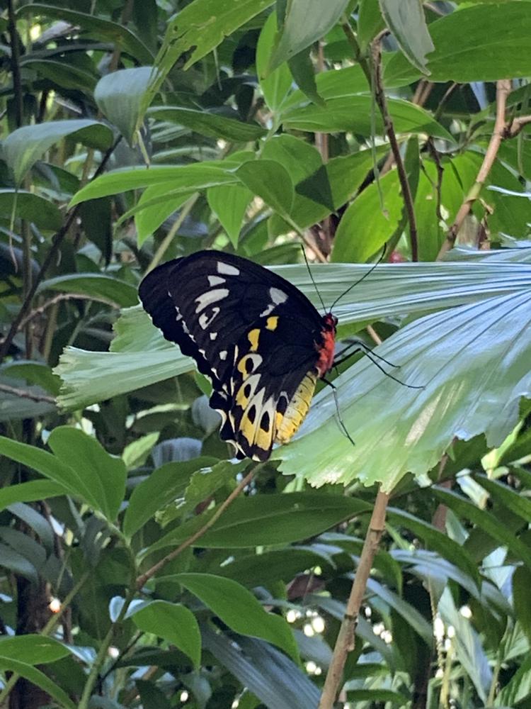 Cairns - The Gateway to the Great Barrier Reef