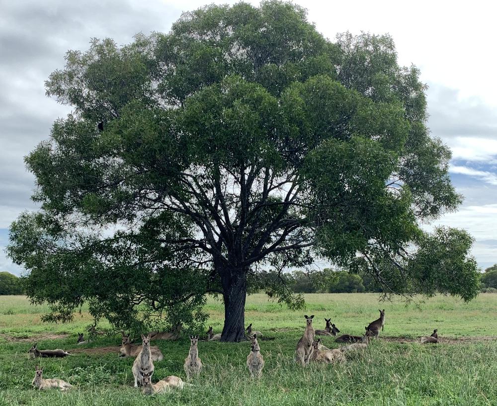 Meeting kangaroos on the graveyard of Hervey Bay