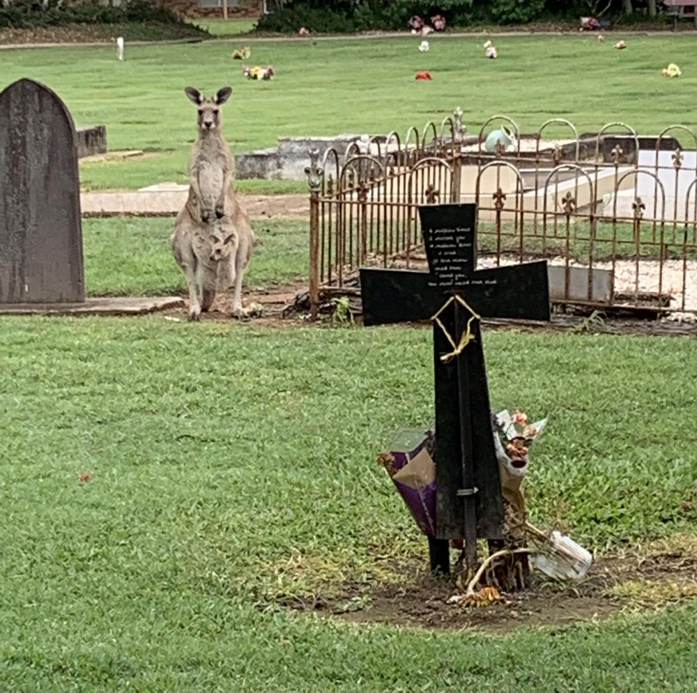 Meeting kangaroos on the graveyard of Hervey Bay