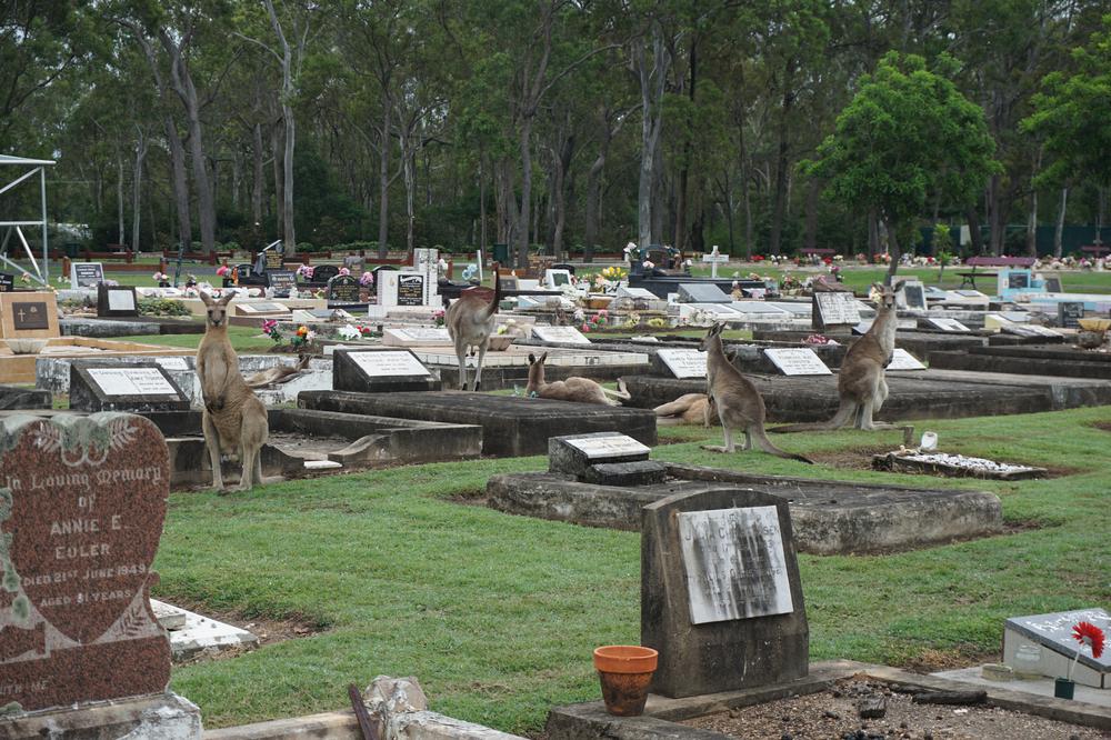 Meeting kangaroos on the graveyard of Hervey Bay