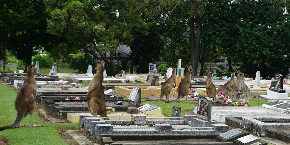 Meeting kangaroos on the graveyard of Hervey Bay