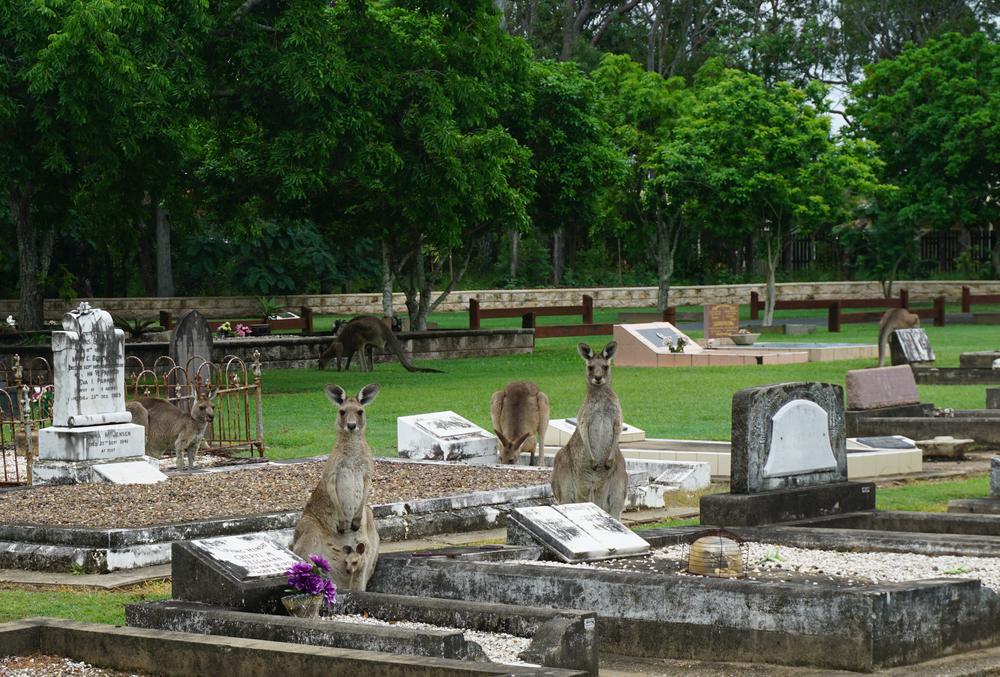 Meeting kangaroos on the graveyard of Hervey Bay