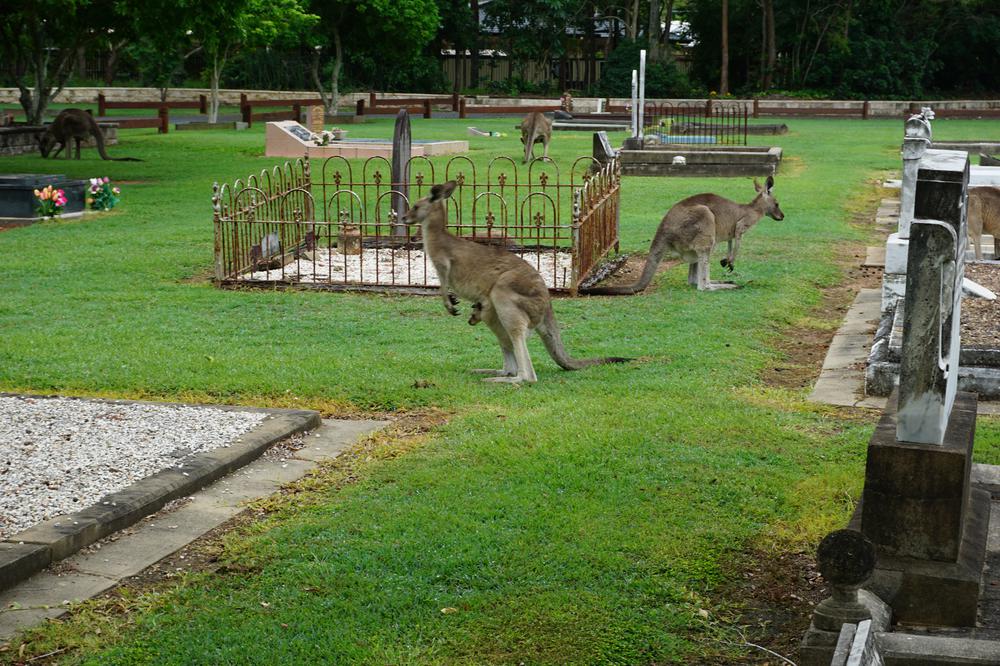 Meeting kangaroos on the graveyard of Hervey Bay