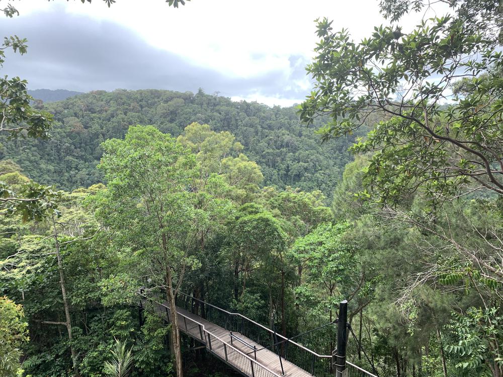 Meeting my koala princess in Kuranda