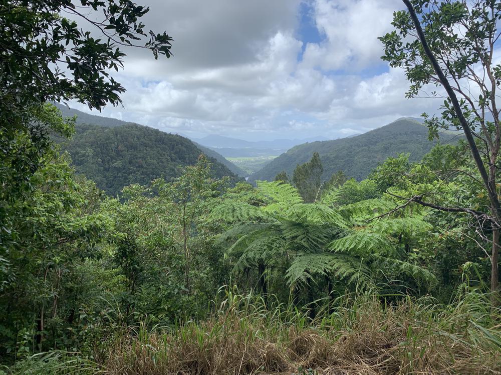 Meeting my koala princess in Kuranda