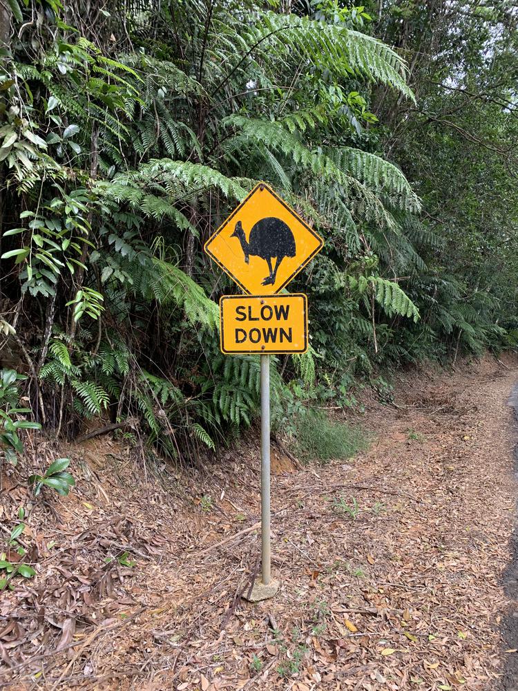 Meeting my koala princess in Kuranda