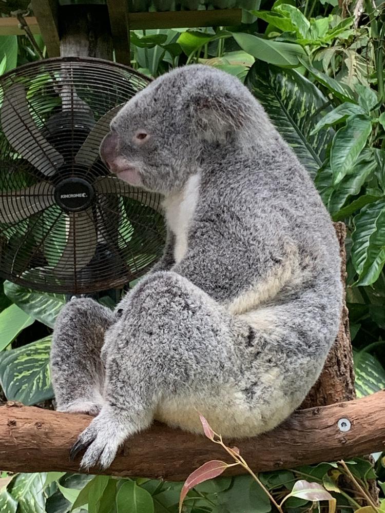 Meeting my koala princess in Kuranda