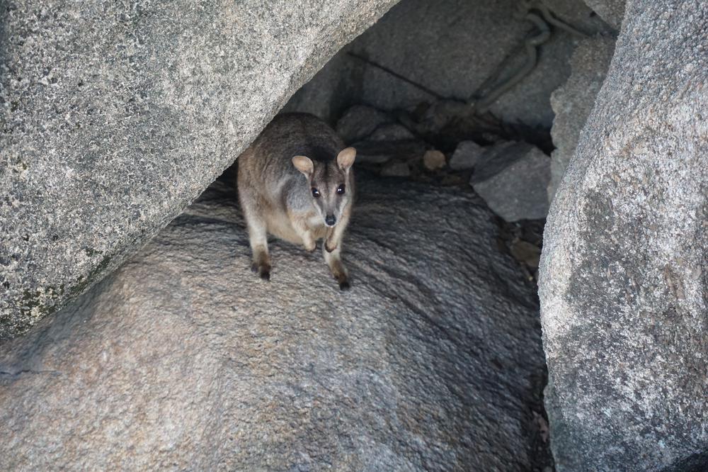 Magnetic Island - A great destination for animal and hiking lovers