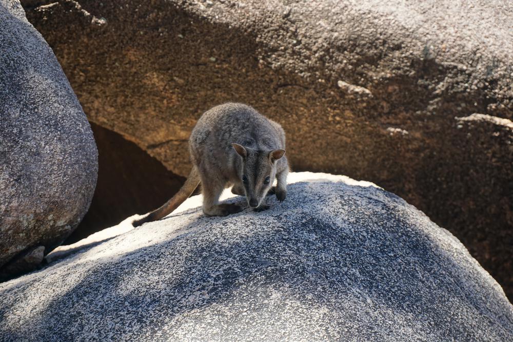 Magnetic Island - A great destination for animal and hiking lovers