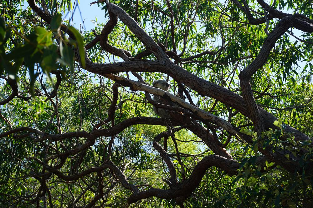 Magnetic Island - A great destination for animal and hiking lovers