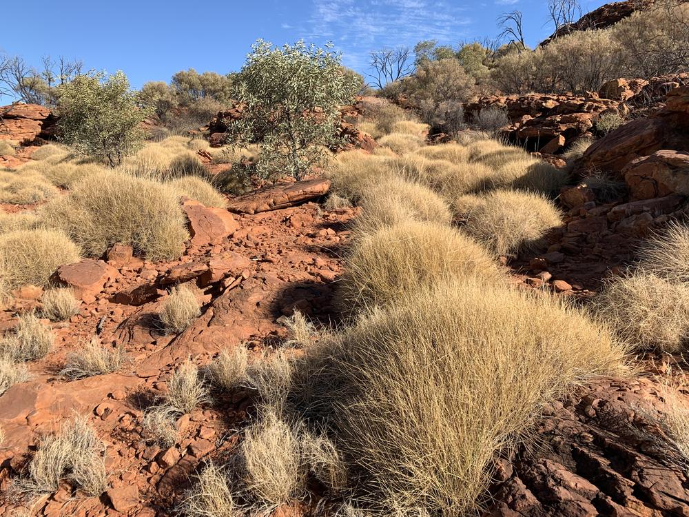 Uluru (II) - Many Heads, Kings Canyon & Milky Way