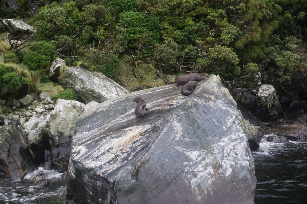 The rainy fjords of Milford Sound