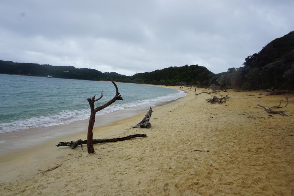 Nelson: Golden sand in Abel Tasman National Park