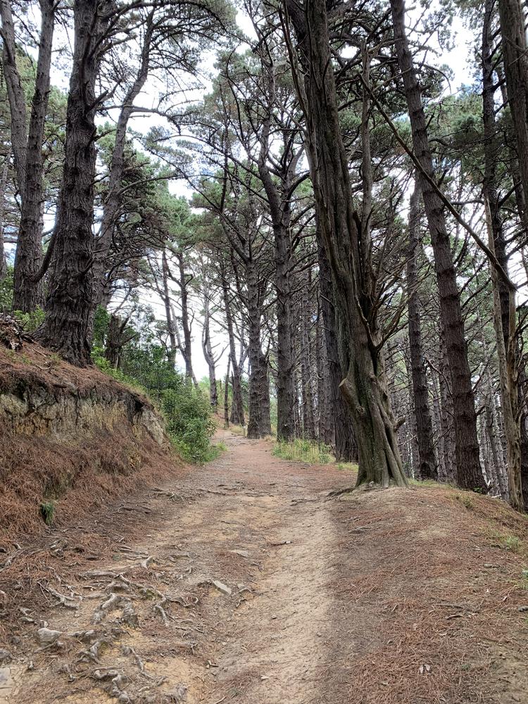 Windy & hipstery Wellington