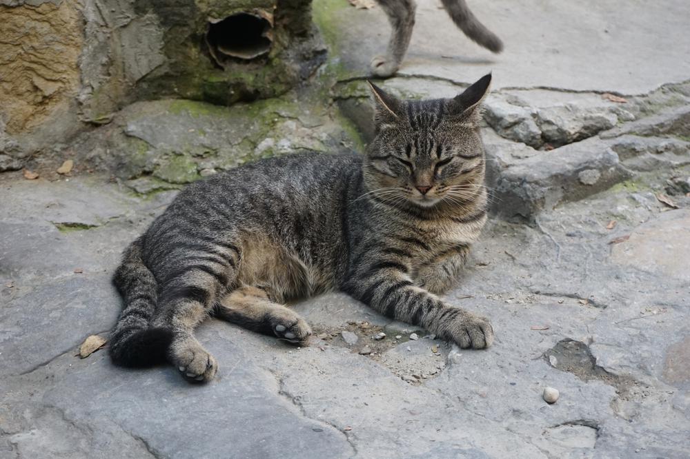 Veliko Tarnovo - The old capital