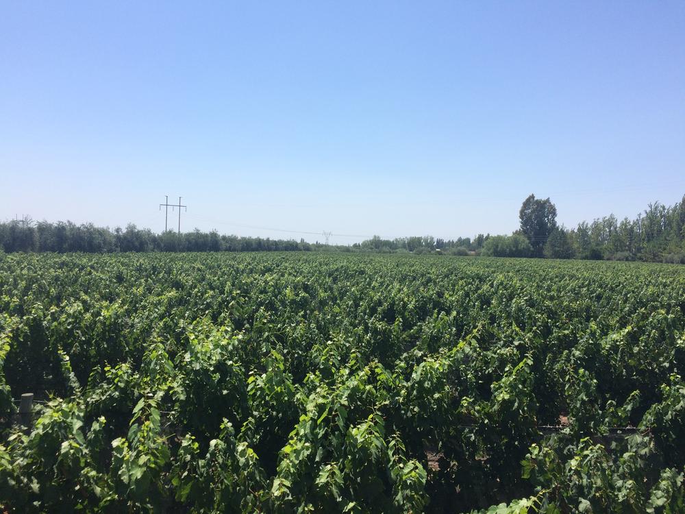 Mendoza - Wineries & High mountains