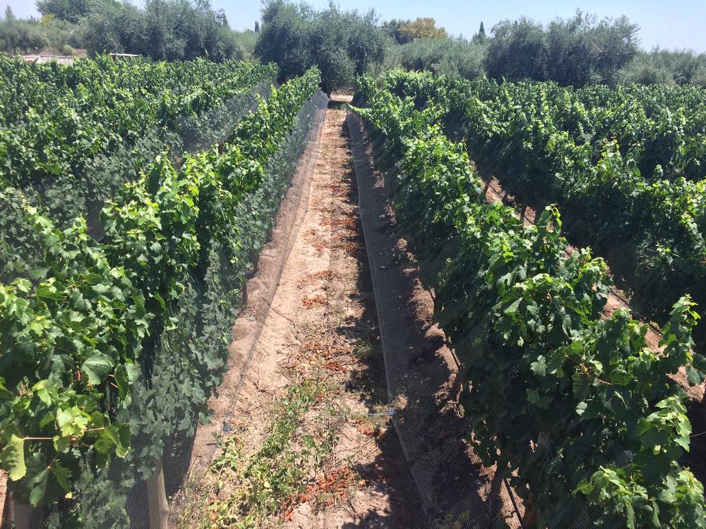 Mendoza - Wineries & High mountains