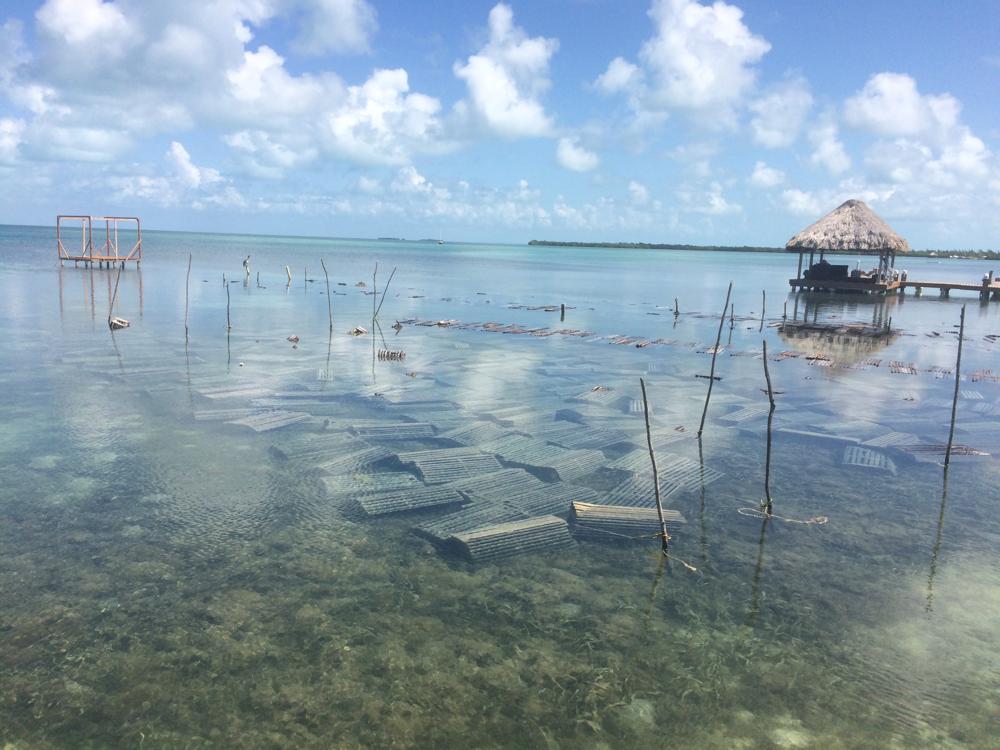 Cat orphanage instead of hotel in the island paradise Caye Caulker