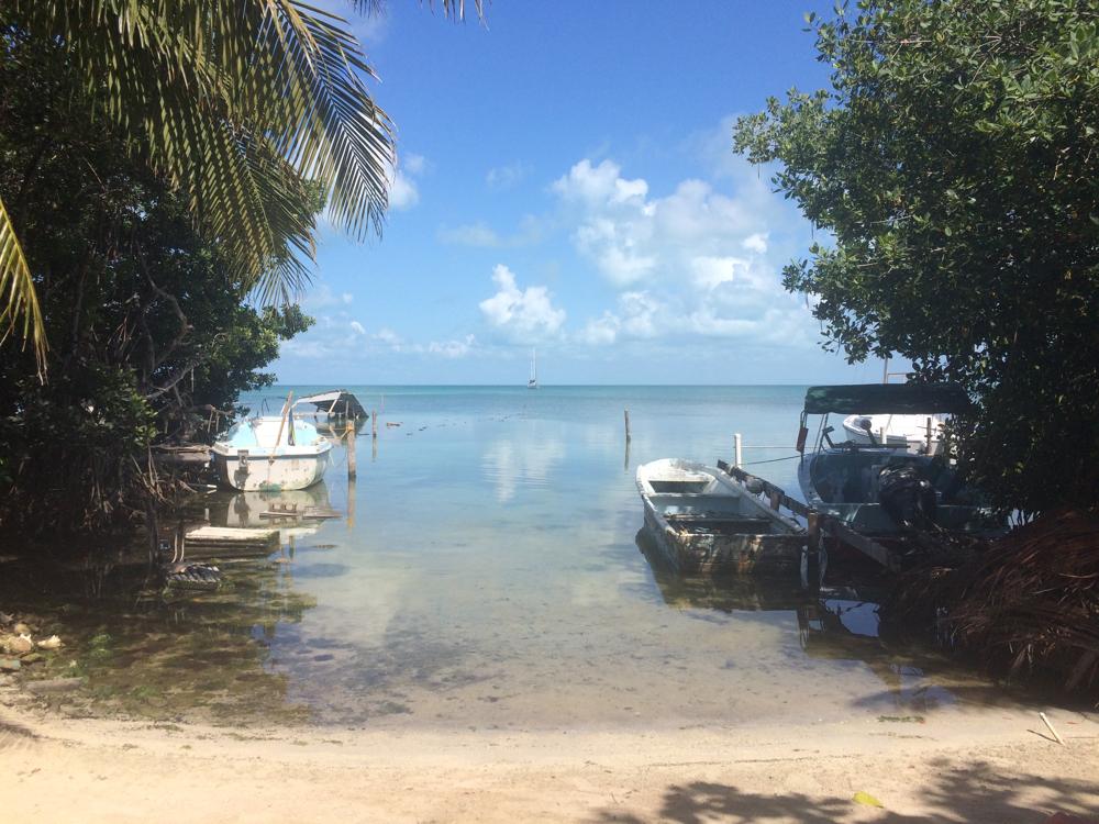 Cat orphanage instead of hotel in the island paradise Caye Caulker