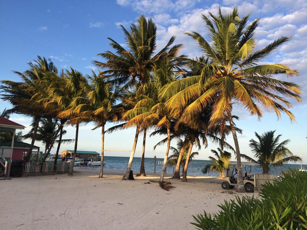 Cat orphanage instead of hotel in the island paradise Caye Caulker