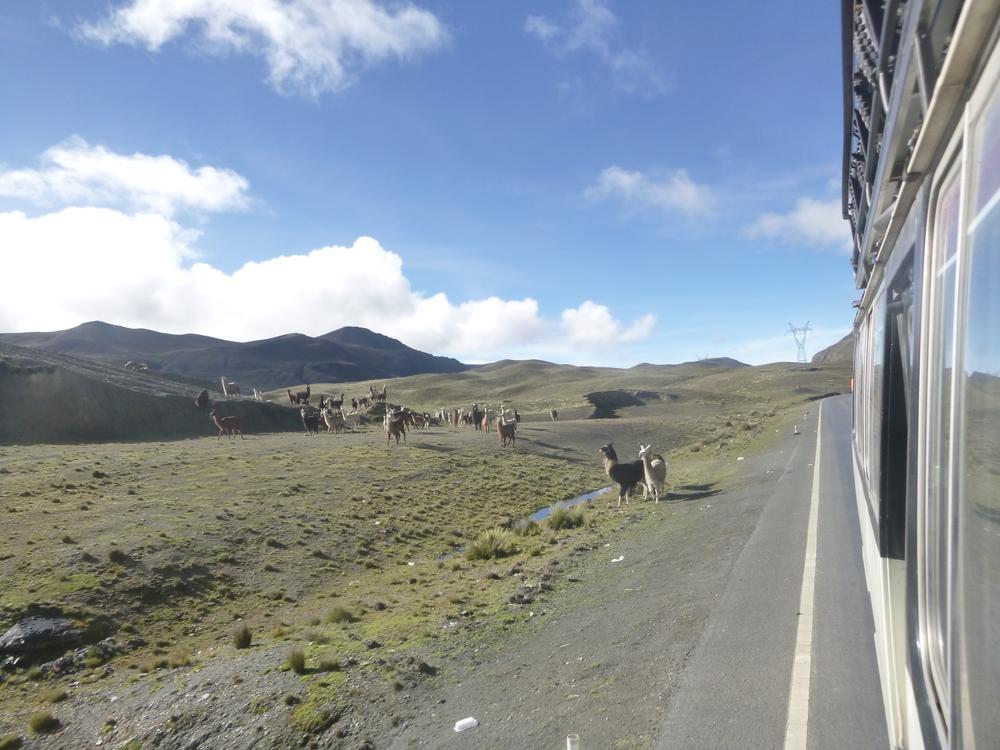 Yungas - Mountainbiking on the death road