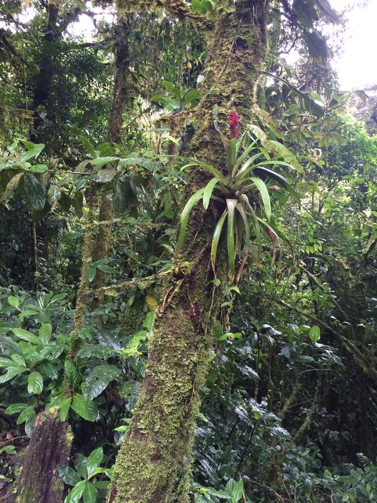 Disappointed in the Monteverde cloud forest