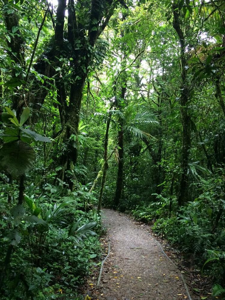 Disappointed in the Monteverde cloud forest