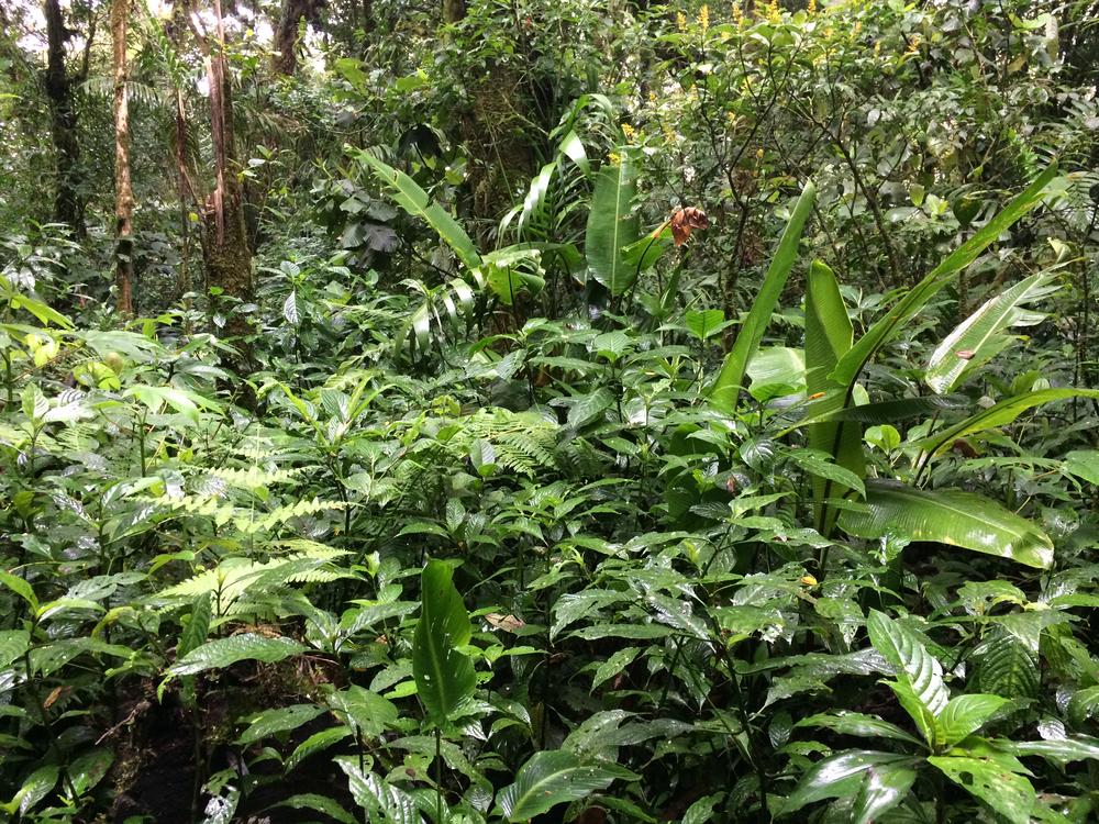 Disappointed in the Monteverde cloud forest