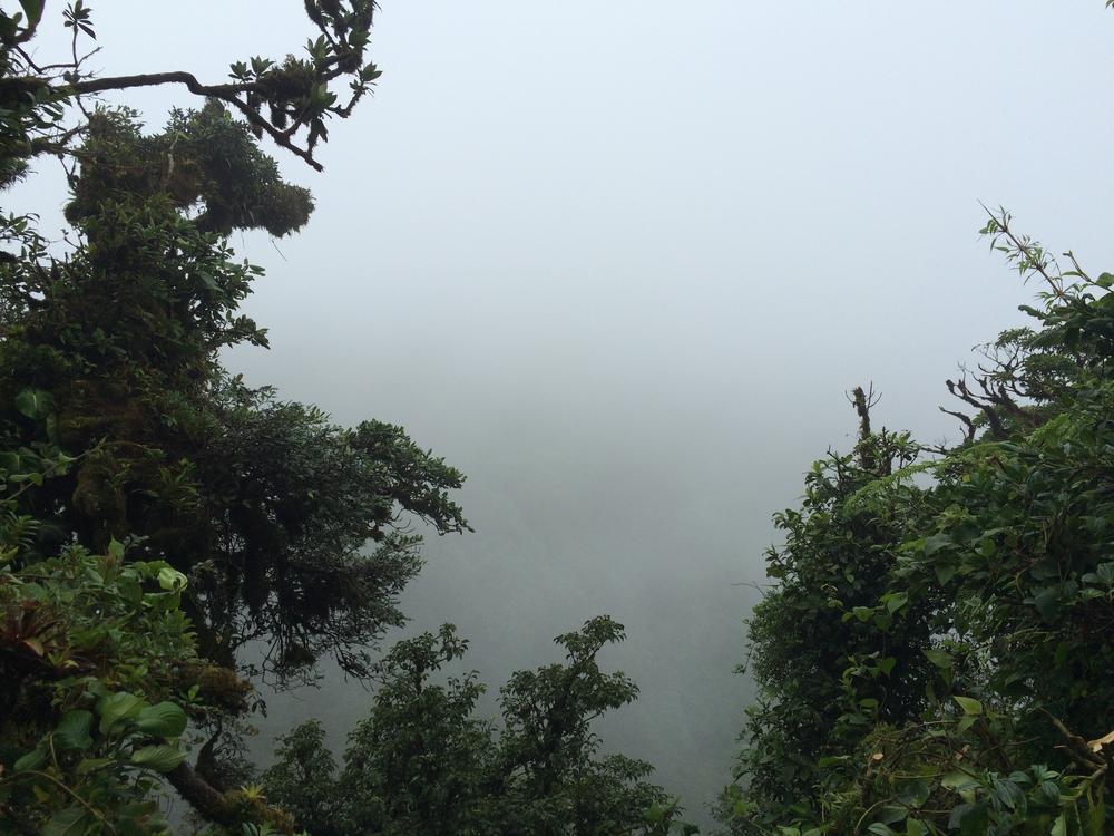 Disappointed in the Monteverde cloud forest