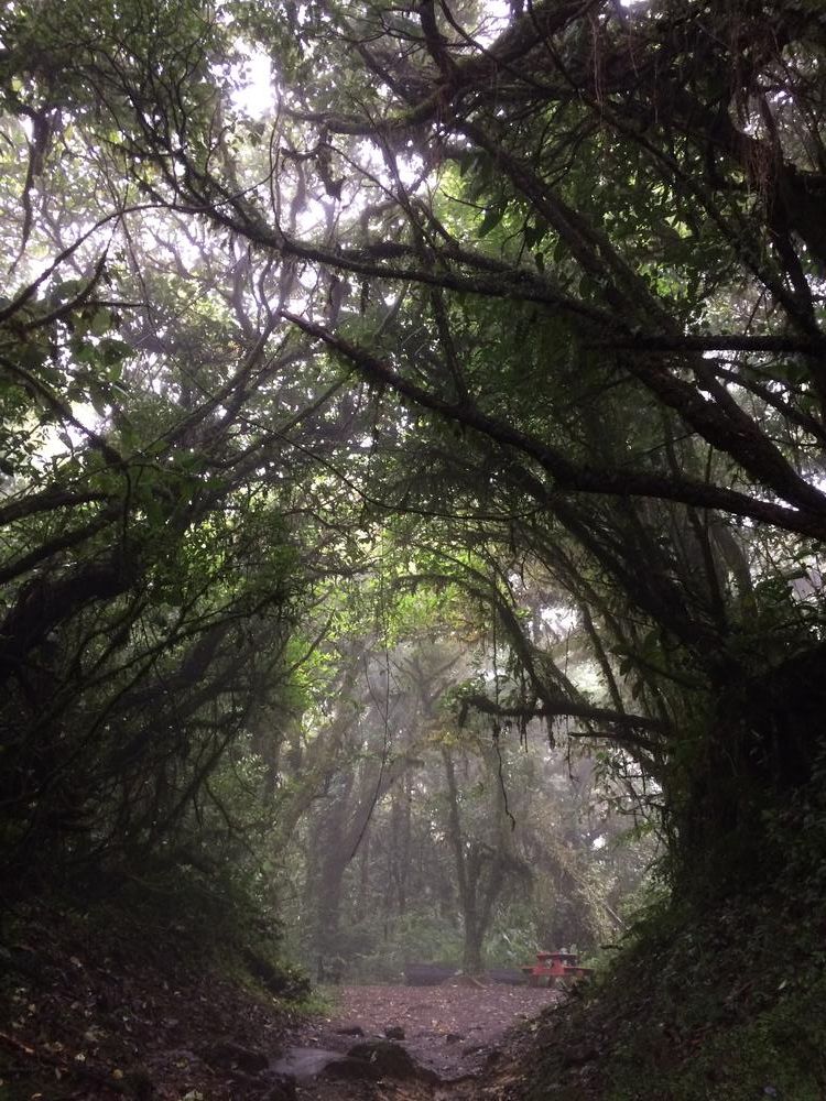 Disappointed in the Monteverde cloud forest