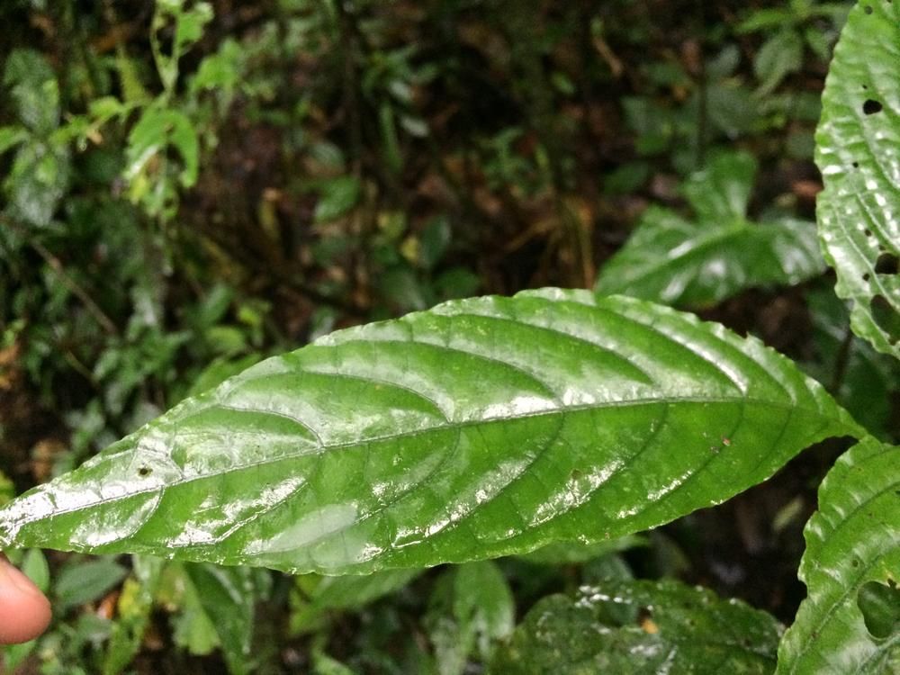 Disappointed in the Monteverde cloud forest