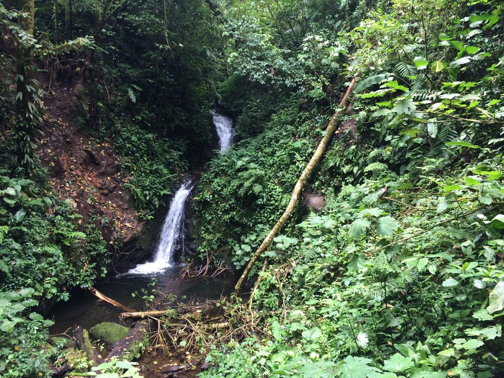 Disappointed in the Monteverde cloud forest