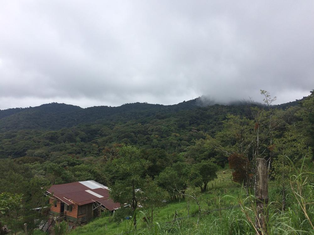 Disappointed in the Monteverde cloud forest