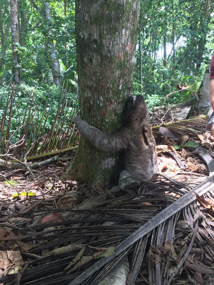 A shitting sloth in Puerto Viejo