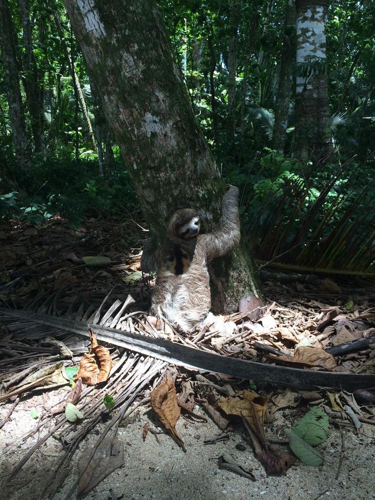 A shitting sloth in Puerto Viejo