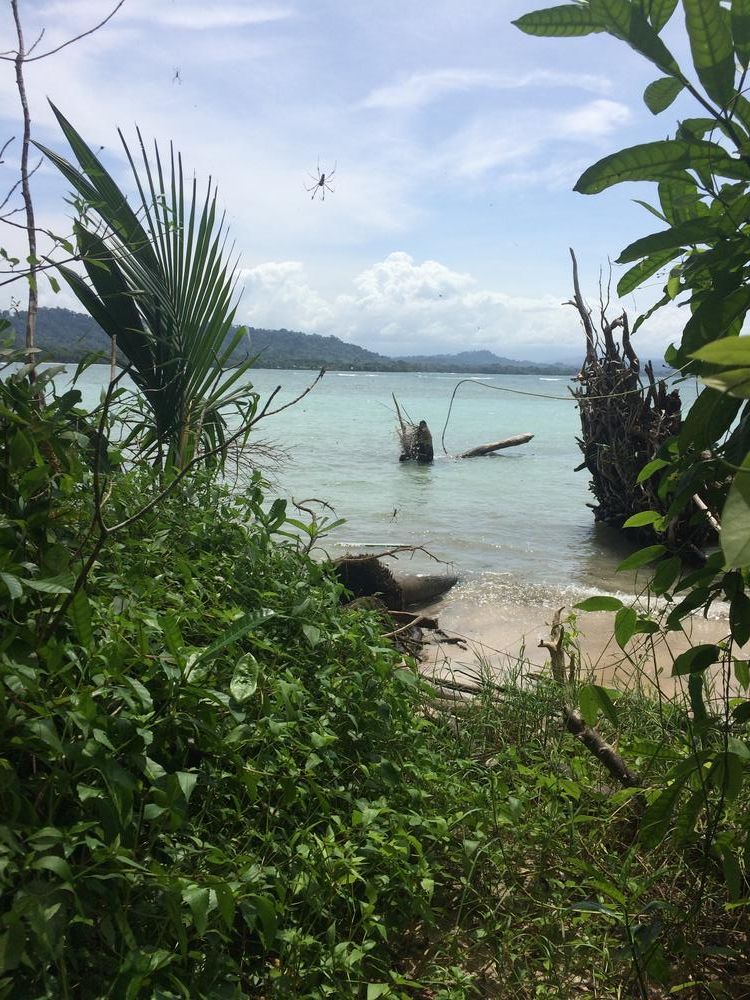 A shitting sloth in Puerto Viejo