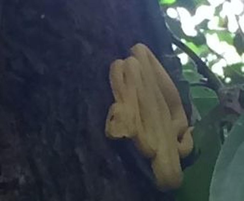 A shitting sloth in Puerto Viejo