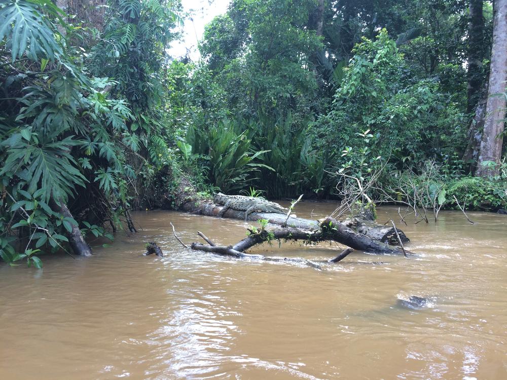 Tortuguero - watching turtles laying eggs