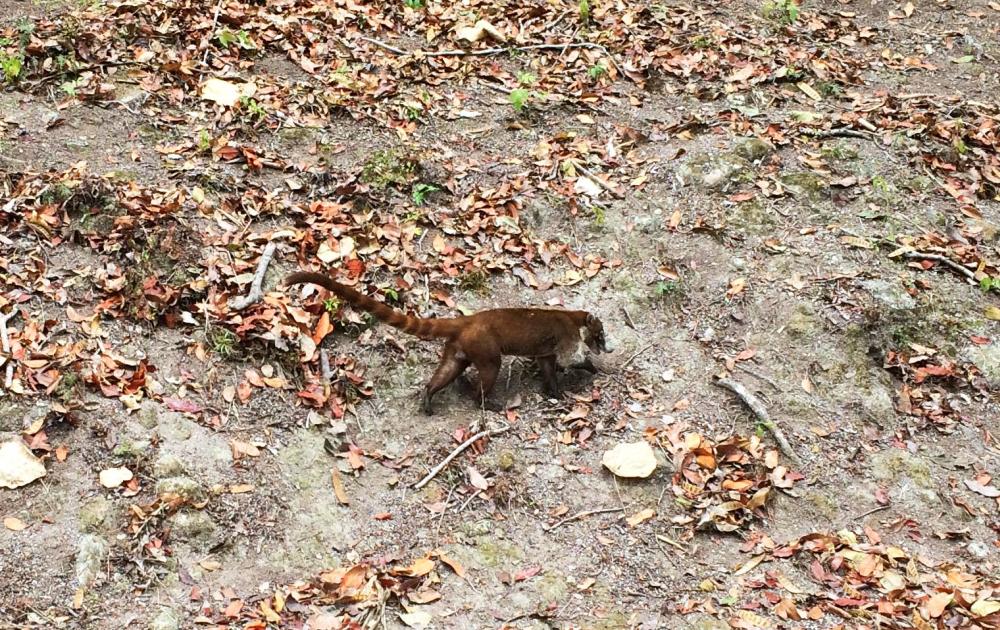 Tikal - Terrible arrival, gay seductions and wild monkey screams in the Mayan ruins