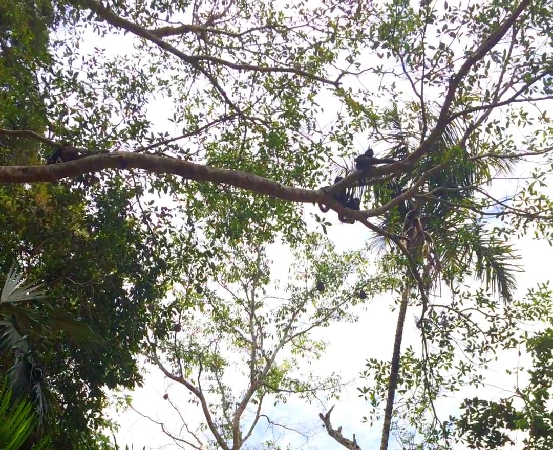 Tikal - Terrible arrival, gay seductions and wild monkey screams in the Mayan ruins