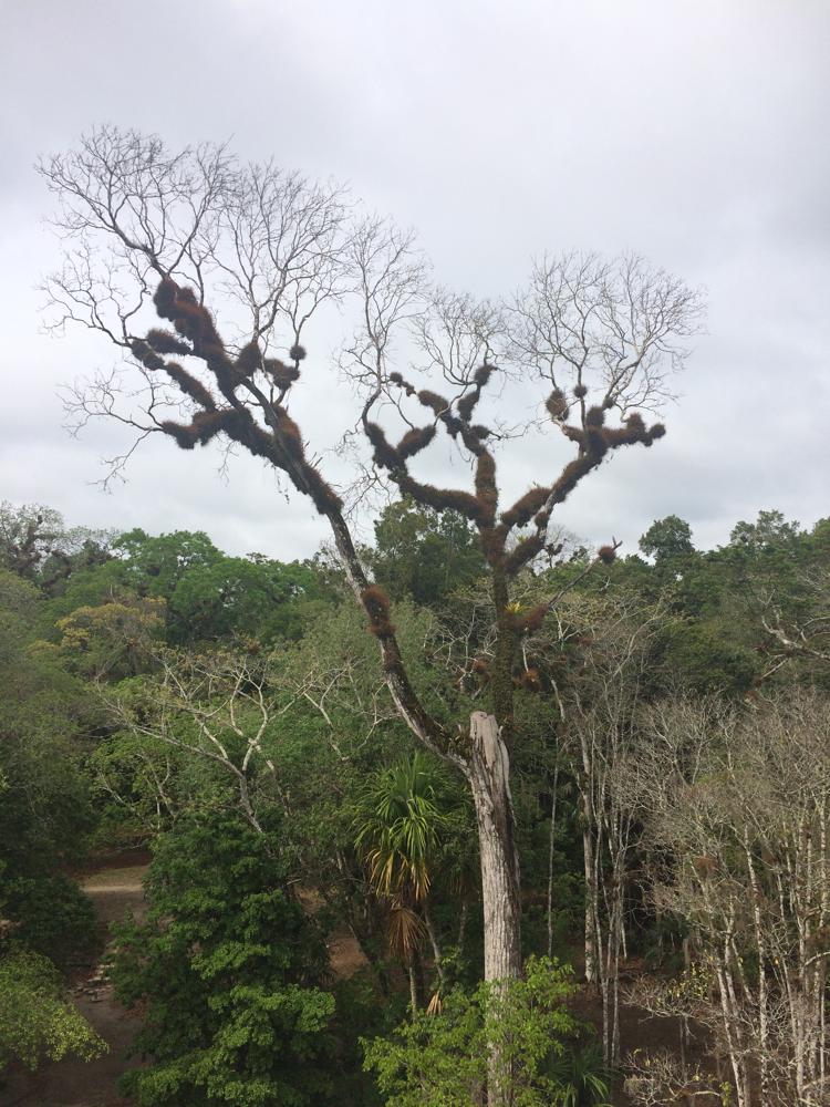 Tikal - Terrible arrival, gay seductions and wild monkey screams in the Mayan ruins
