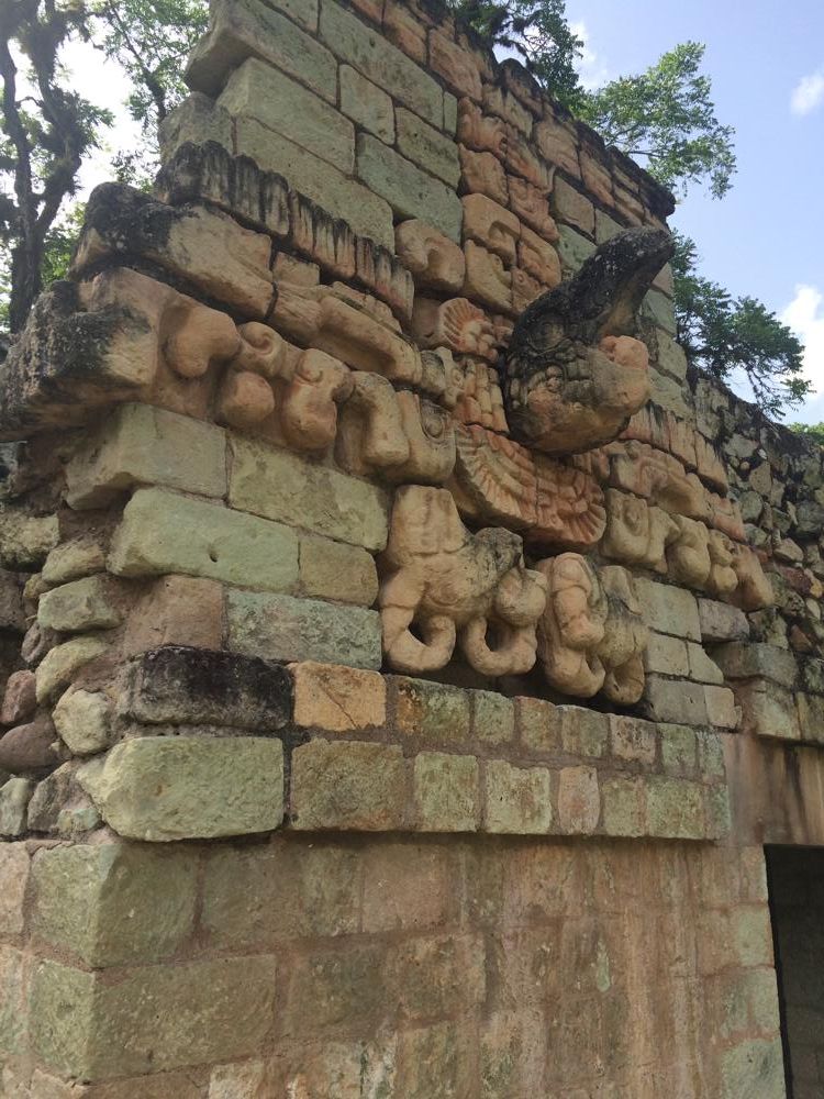 Copán - colourful birds and old ruins