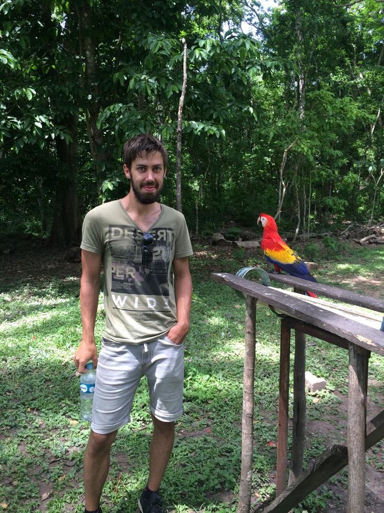 Copán - colourful birds and old ruins