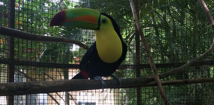 Copán - colourful birds and old ruins