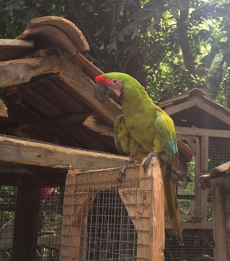 Copán - colourful birds and old ruins