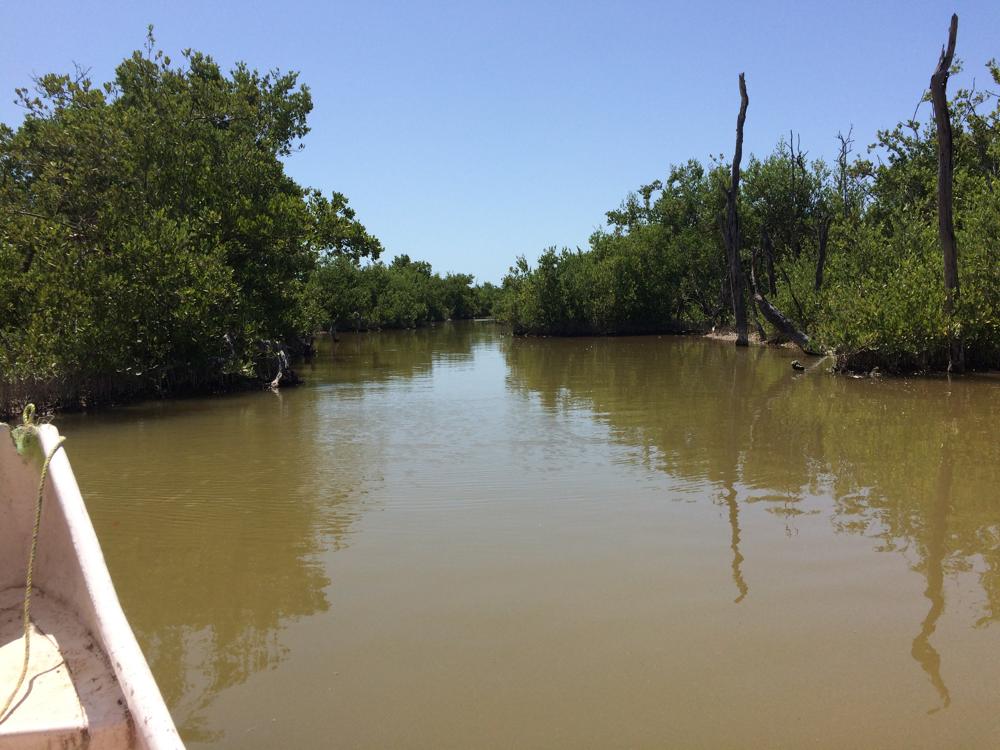 Mérida - In search of flamingos and lizards