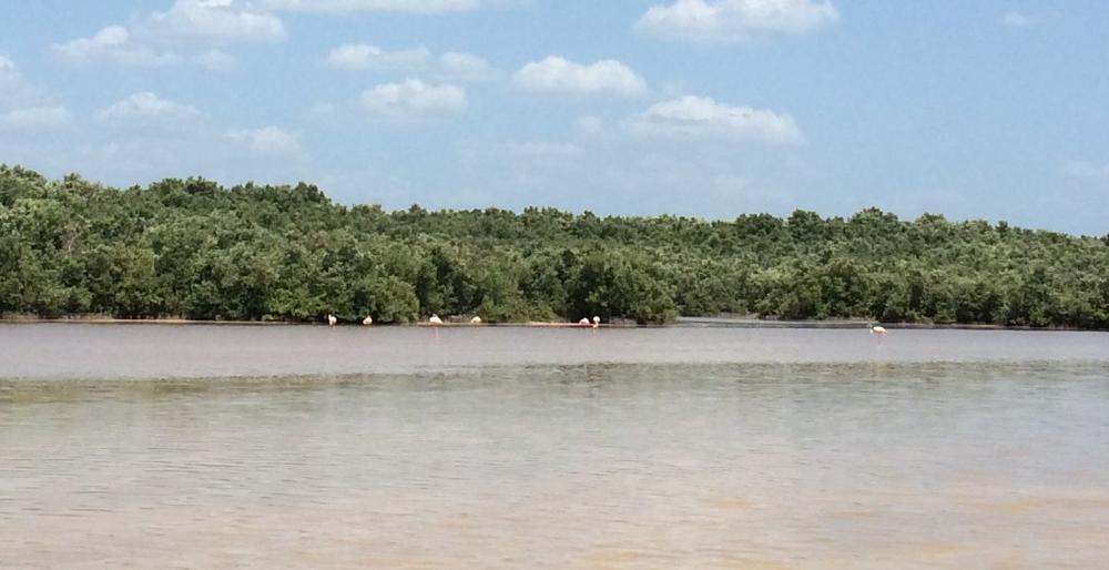 Mérida - In search of flamingos and lizards