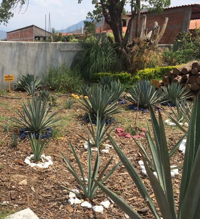 teachers on strike and sexy trees in Oaxaca