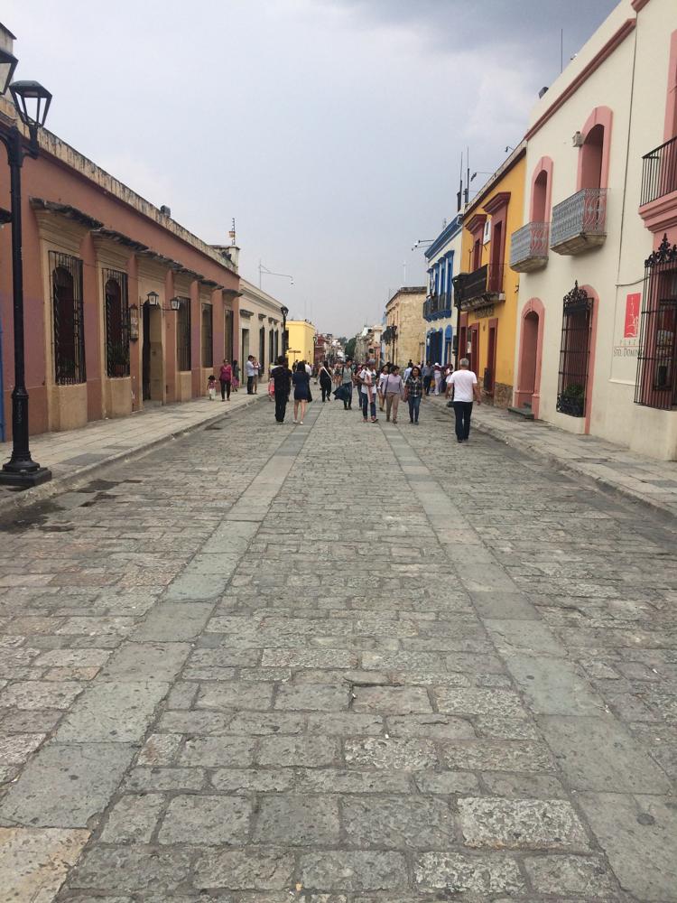 teachers on strike and sexy trees in Oaxaca